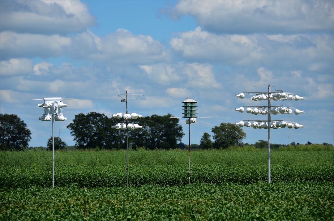 Purple Martin Condos